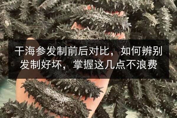 干海参发制前后对比,如何辨别发制好坏,掌握这几点不浪费