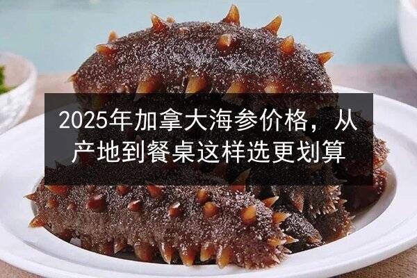 2025年加拿大海参价格，从产地到餐桌这样选更划算