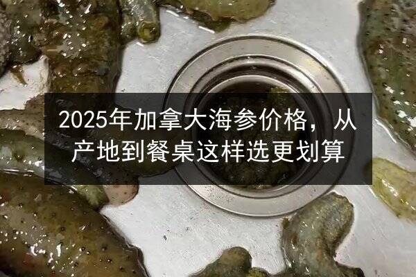 2025年加拿大海参价格，从产地到餐桌这样选更划算