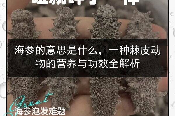 海参的意思是什么,一种棘皮动物的营养与功效全解析
