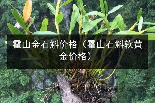 术后可以吃海参吗,怎么选才避坑,这3点别踩雷
