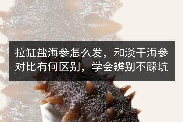 拉缸盐海参怎么发,和淡干海参对比有何区别,学会辨别不踩坑