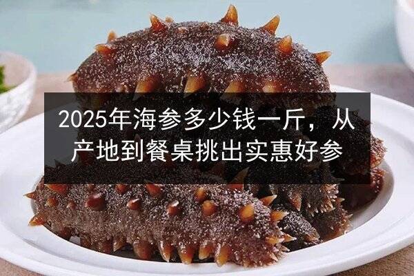 2025年海参多少钱一斤,从产地到餐桌挑出实惠好参
