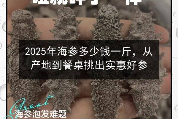 2025年海参多少钱一斤,从产地到餐桌挑出实惠好参