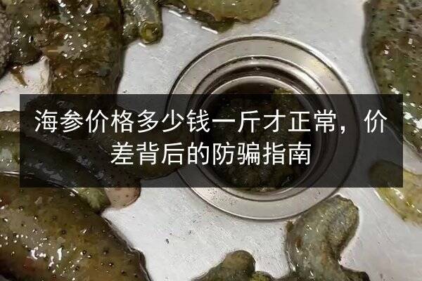 海参价格多少钱一斤才正常,价差背后的防骗指南