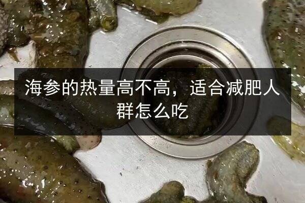 海参的热量高不高,适合减肥人群怎么吃