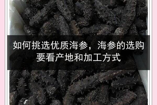 如何挑选优质海参,海参的选购要看产地和加工方式