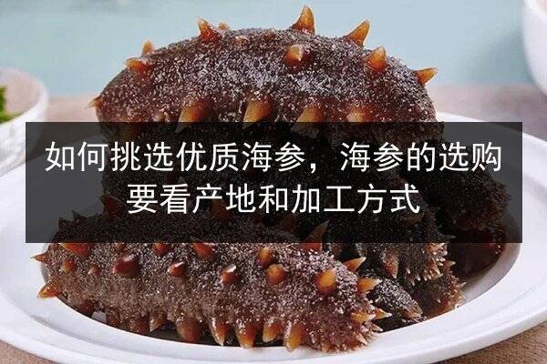 如何挑选优质海参,海参的选购要看产地和加工方式