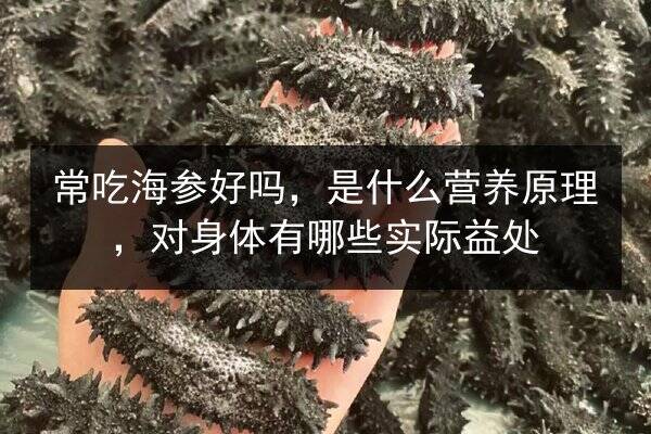 常吃海参好吗,是什么营养原理,对身体有哪些实际益处