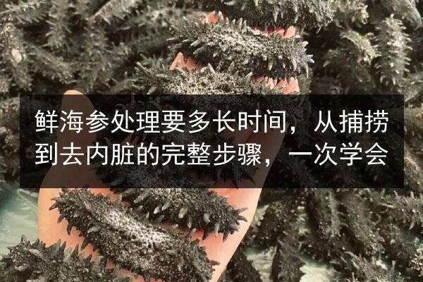 鲜海参处理要多长时间,从捕捞到去内脏的完整步骤,一次学会