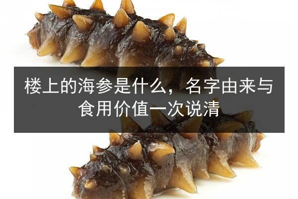 楼上的海参是什么,名字由来与食用价值一次说清