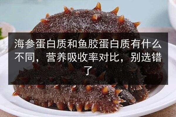 海参蛋白质和鱼胶蛋白质有什么不同,营养吸收率对比,别选错了