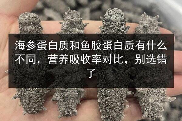 海参蛋白质和鱼胶蛋白质有什么不同,营养吸收率对比,别选错了