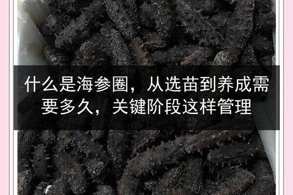 什么是海参圈,从选苗到养成需要多久,关键阶段这样管理