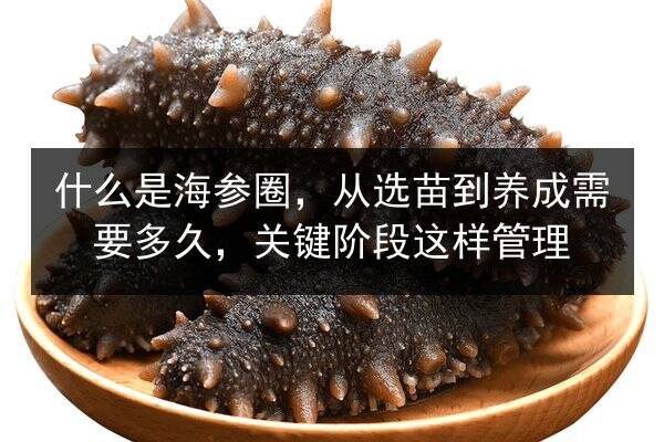 什么是海参圈,从选苗到养成需要多久,关键阶段这样管理