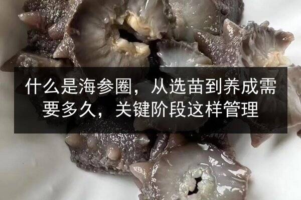 什么是海参圈,从选苗到养成需要多久,关键阶段这样管理