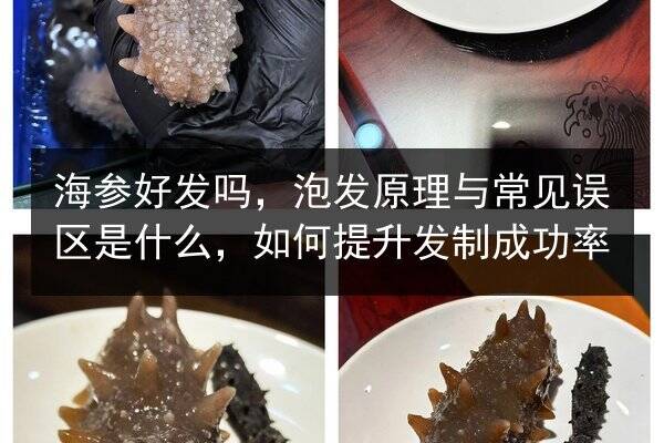 海参好发吗,泡发原理与常见误区是什么,如何提升发制成功率