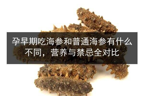 孕早期吃海参和普通海参有什么不同，营养与禁忌全对比