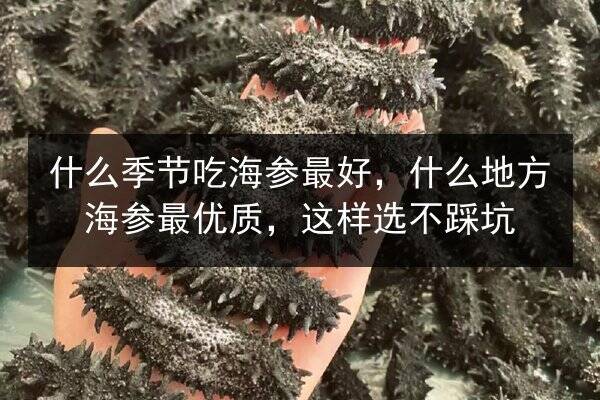 什么季节吃海参最好,什么地方海参最优质,这样选不踩坑