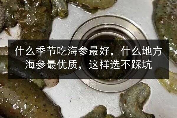 什么季节吃海参最好,什么地方海参最优质,这样选不踩坑