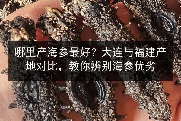 哪里产海参最好?大连与福建产地对比,教你辨别海参优劣