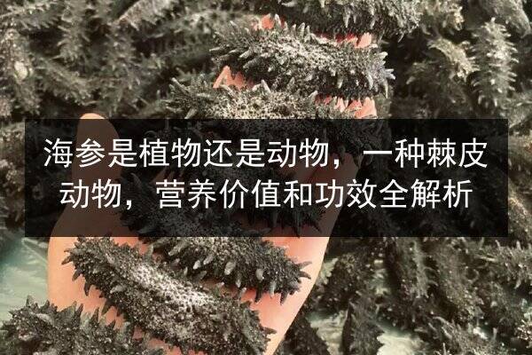 海参是植物还是动物,一种棘皮动物,营养价值和功效全解析
