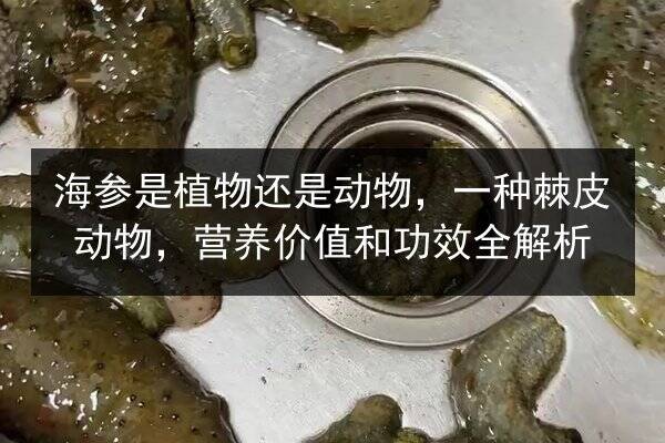 海参是植物还是动物,一种棘皮动物,营养价值和功效全解析
