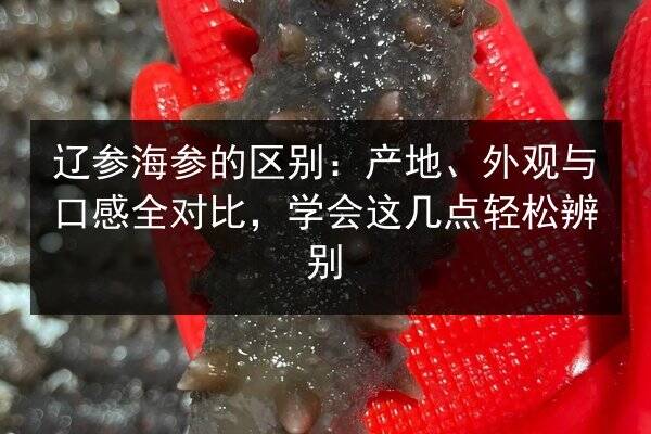 辽参海参的区别:产地、外观与口感全对比,学会这几点轻松辨别