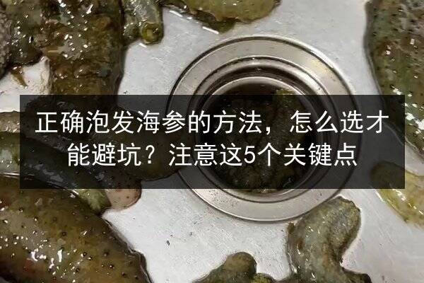 正确泡发海参的方法，怎么选才能避坑？注意这5个关键点
