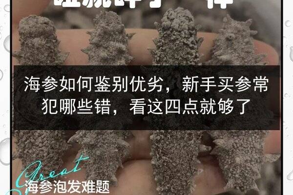 海参如何鉴别优劣，新手买参常犯哪些错，看这四点就够了