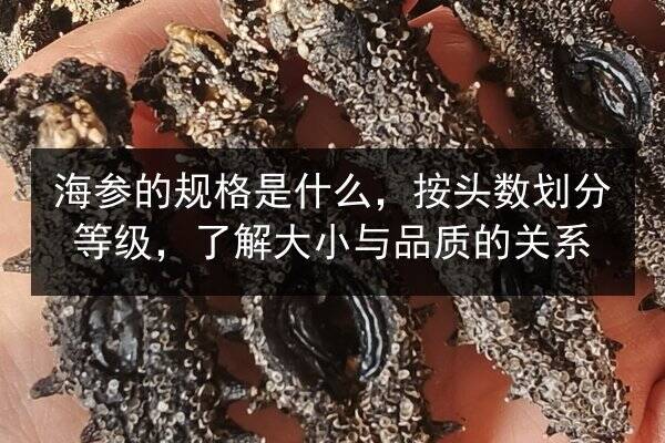 海参的规格是什么，按头数划分等级，了解大小与品质的关系