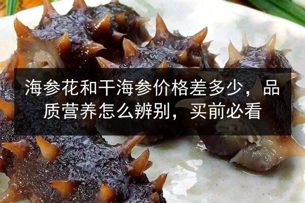 海参花和干海参价格差多少,品质营养怎么辨别,买前必看