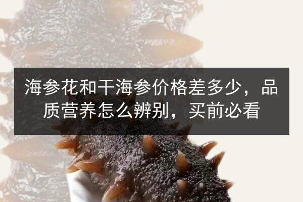 海参花和干海参价格差多少,品质营养怎么辨别,买前必看