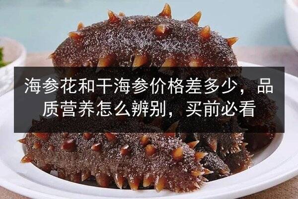 海参花和干海参价格差多少,品质营养怎么辨别,买前必看