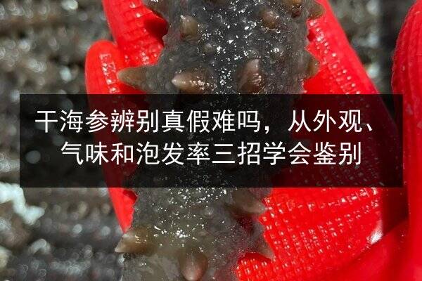 干海参辨别真假难吗,从外观、气味和泡发率三招学会鉴别