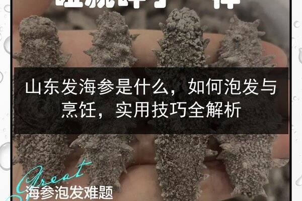 山东发海参是什么，如何泡发与烹饪，实用技巧全解析