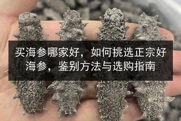 买海参哪家好,如何挑选正宗好海参,鉴别方法与选购指南