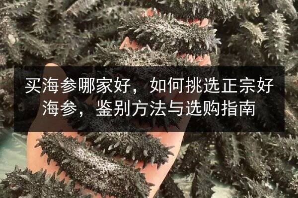 买海参哪家好,如何挑选正宗好海参,鉴别方法与选购指南