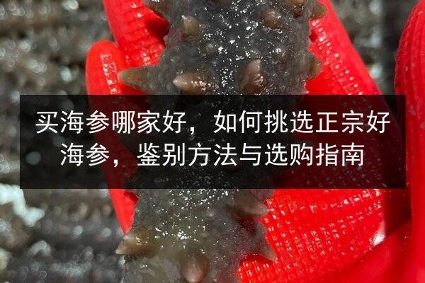 买海参哪家好,如何挑选正宗好海参,鉴别方法与选购指南