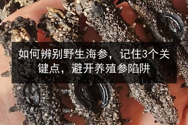 如何辨别野生海参，记住3个关键点，避开养殖参陷阱
