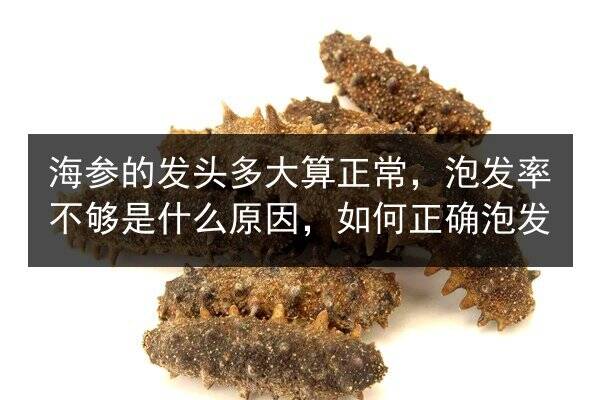 海参的发头多大算正常,泡发率不够是什么原因,如何正确泡发
