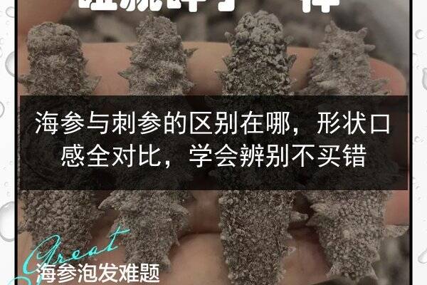 海参与刺参的区别在哪，形状口感全对比，学会辨别不买错