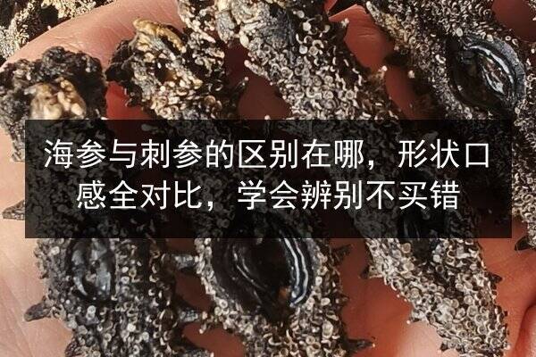 海参与刺参的区别在哪，形状口感全对比，学会辨别不买错