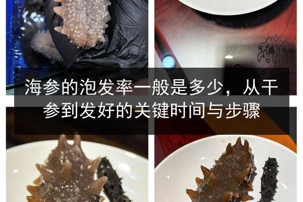 海参的泡发率一般是多少，从干参到发好的关键时间与步骤