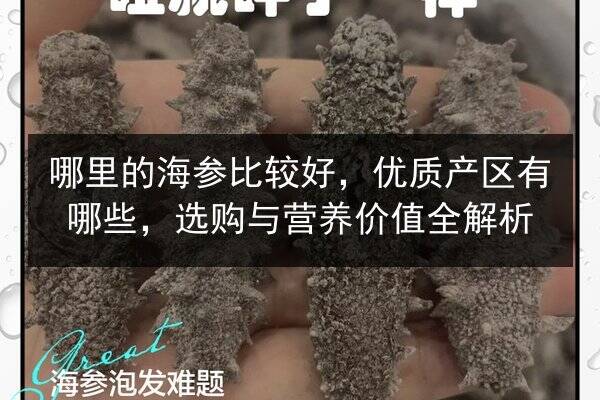哪里的海参比较好,优质产区有哪些,选购与营养价值全解析