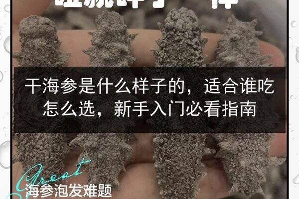 干海参是什么样子的,适合谁吃怎么选,新手入门必看指南