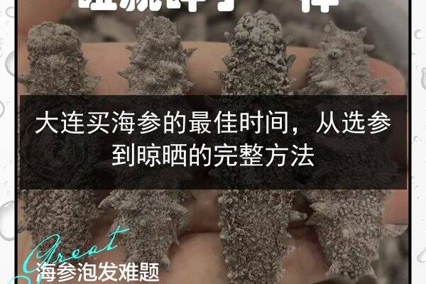 大连买海参的最佳时间,从选参到晾晒的完整方法