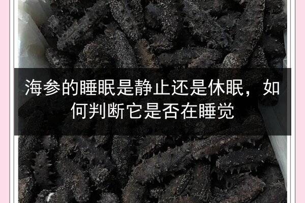 海参的睡眠是静止还是休眠,如何判断它是否在睡觉