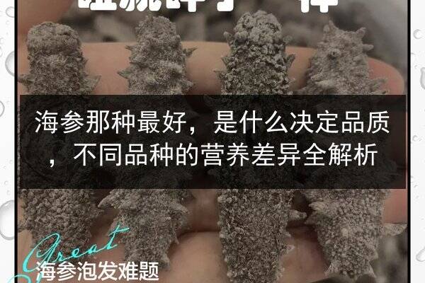 海参那种最好，是什么决定品质，不同品种的营养差异全解析