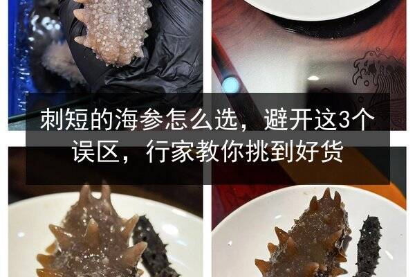 刺短的海参怎么选,避开这3个误区,行家教你挑到好货